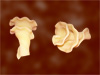 Campanelle